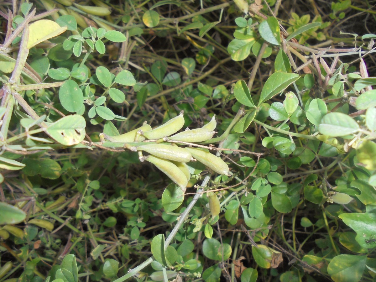 Crotalaria clavata Wight & Arn.